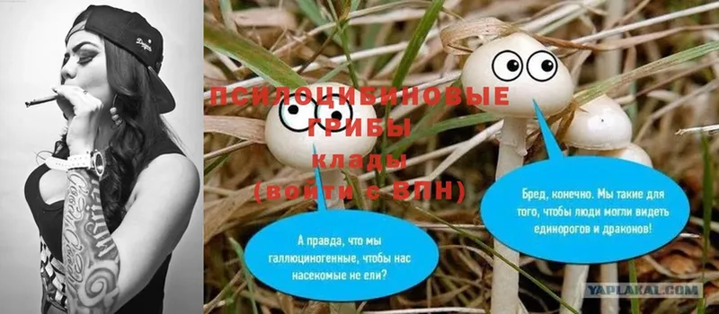 Псилоцибиновые грибы Cubensis  Боровичи 